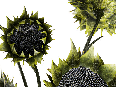 Bouquet green black sunflower flowers modern vase decor 3D Model