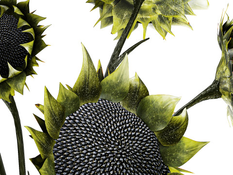 Bouquet green black sunflower flowers modern vase decor 3D Model