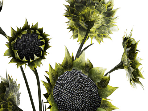 Bouquet green black sunflower flowers modern vase decor 3D Model