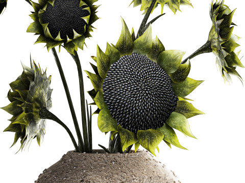 Bouquet green black sunflower flowers modern vase decor 3D Model