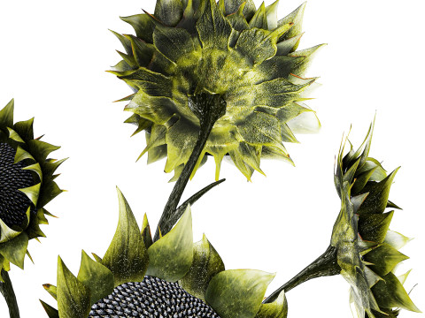 Bouquet green black sunflower flowers modern vase decor 3D Model