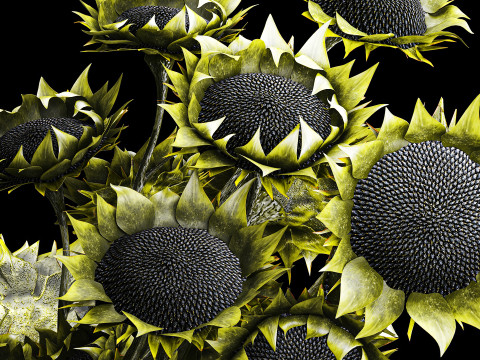 Buket realistis bunga matahari hijau dekorasi vas keramik baru Model 3D