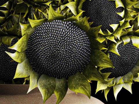 Buket realistis bunga matahari hijau dekorasi vas keramik baru Model 3D