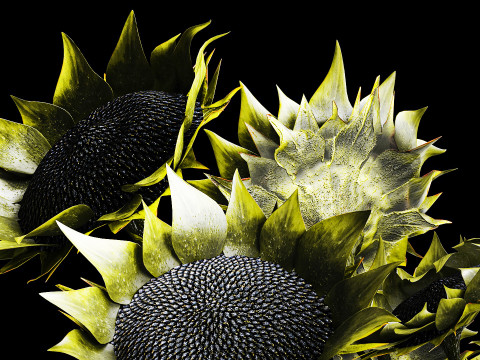 Buket realistis bunga matahari hijau dekorasi vas keramik baru Model 3D