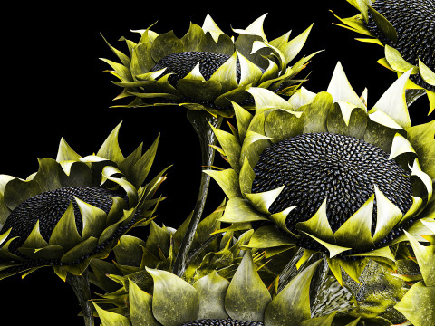 Buket realistis bunga matahari hijau dekorasi vas keramik baru Model 3D