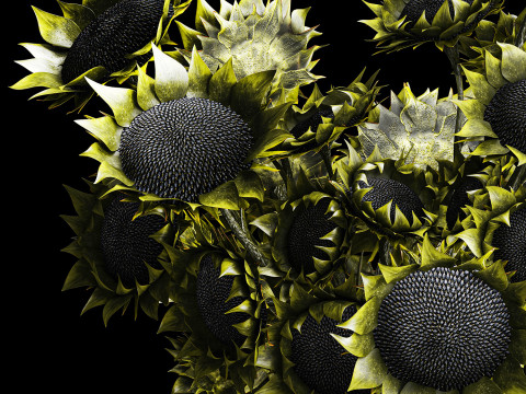 Buket realistis bunga matahari hijau dekorasi vas keramik baru Model 3D