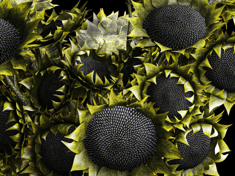 Buket realistis bunga matahari hijau dekorasi vas keramik baru Model 3D