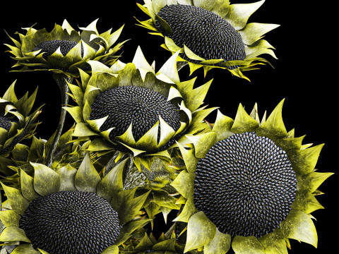 Buket realistis bunga matahari hijau dekorasi vas keramik baru Model 3D