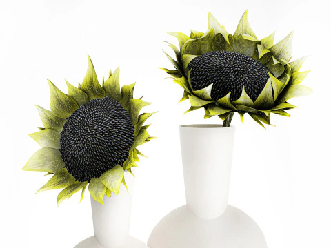 Minimalistisch boeket groene zonnebloemen vaas decor nieuw 3D Model