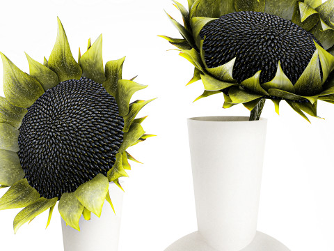 Dekorasi vas bunga matahari hijau buket minimalis baru Model 3D