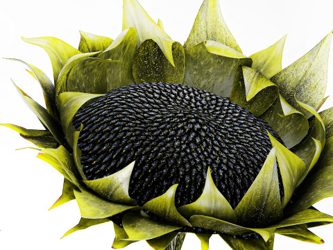 Dekorasi vas bunga matahari hijau buket minimalis baru Model 3D