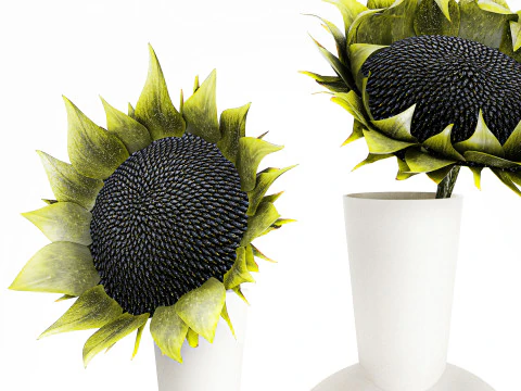 Minimalistisch boeket groene zonnebloemen vaas decor nieuw 3D Model