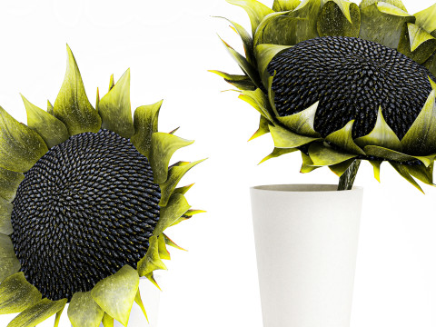 Dekorasi vas bunga matahari hijau buket minimalis baru Model 3D