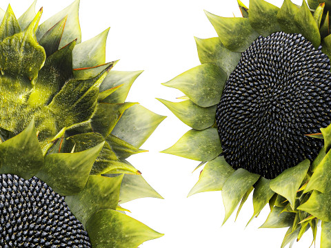 सुंदर गुलदस्ता हरे सूरजमुखी सिरेमिक फूलदान सजावट नई 3D मॉडल