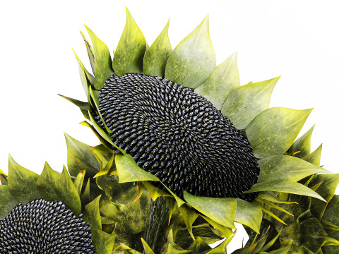 सुंदर गुलदस्ता हरे सूरजमुखी सिरेमिक फूलदान सजावट नई 3D मॉडल