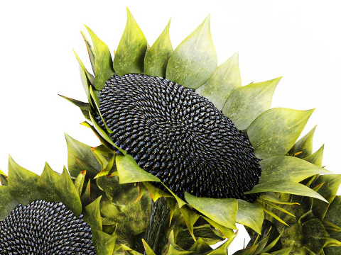 Lindo buqu&ecirc; de girass&oacute;is verdes decora&ccedil;&atilde;o de vaso de cer&acirc;mica novo Modelo 3D