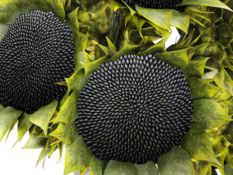 सुंदर गुलदस्ता हरे सूरजमुखी सिरेमिक फूलदान सजावट नई 3D मॉडल