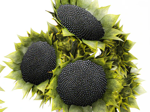 Lindo buqu&ecirc; de girass&oacute;is verdes decora&ccedil;&atilde;o de vaso de cer&acirc;mica novo Modelo 3D