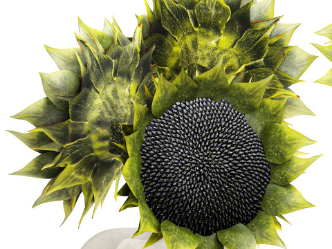 सुंदर गुलदस्ता हरे सूरजमुखी सिरेमिक फूलदान सजावट नई 3D मॉडल