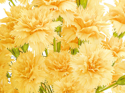 Realistic bouquet yellow flowers carnation vase decor new 3D Model