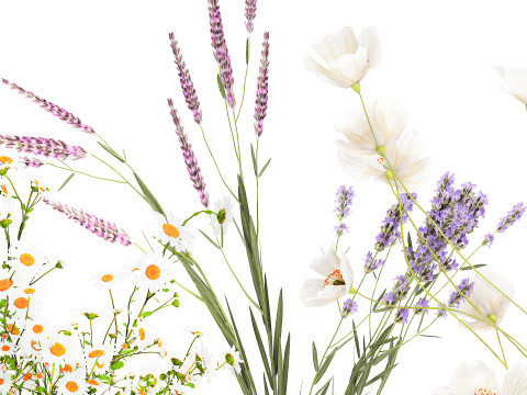 Collection small bouquets poppy lavender flowers vase set 3D Model