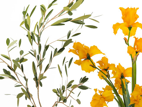 Koleksi karangan bunga kecil set vas bunga poppy zaitun Iris Model 3D