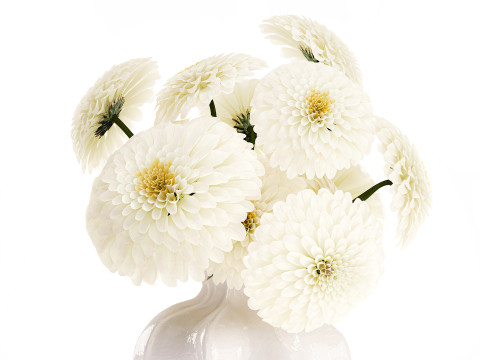 सफेद गुलदाउदी डहलिया गुलदस्ता आधुनिक फूलदान सजावट 3D मॉडल