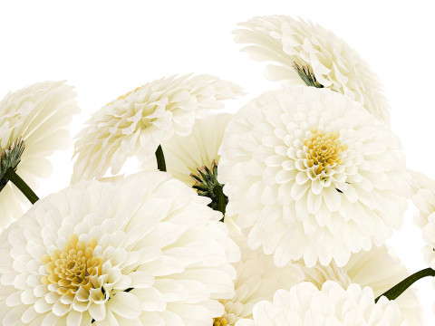 सफेद गुलदाउदी डहलिया गुलदस्ता आधुनिक फूलदान सजावट 3D मॉडल