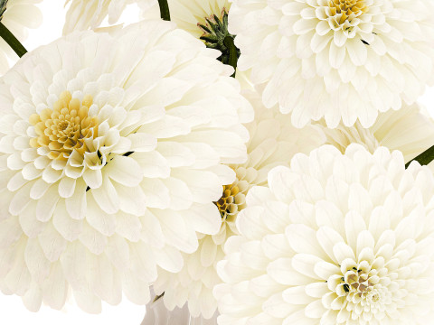 सफेद गुलदाउदी डहलिया गुलदस्ता आधुनिक फूलदान सजावट 3D मॉडल