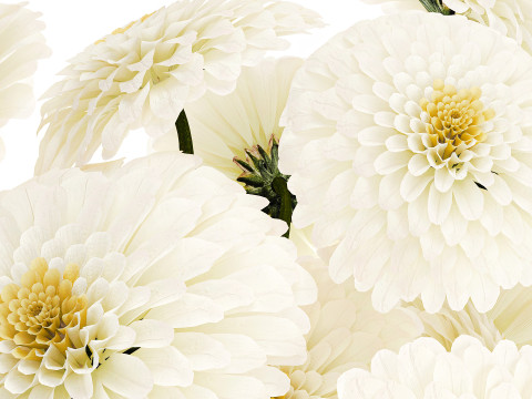 सफेद गुलदाउदी डहलिया गुलदस्ता आधुनिक फूलदान सजावट 3D मॉडल