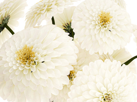 सफेद गुलदाउदी डहलिया गुलदस्ता आधुनिक फूलदान सजावट 3D मॉडल