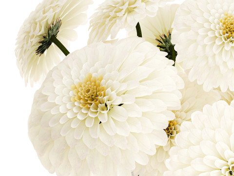 सफेद गुलदाउदी डहलिया गुलदस्ता आधुनिक फूलदान सजावट 3D मॉडल