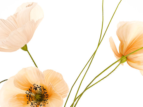 Buquê de flores silvestres realista, decoração de vaso de papoula islandesa Modelo 3D