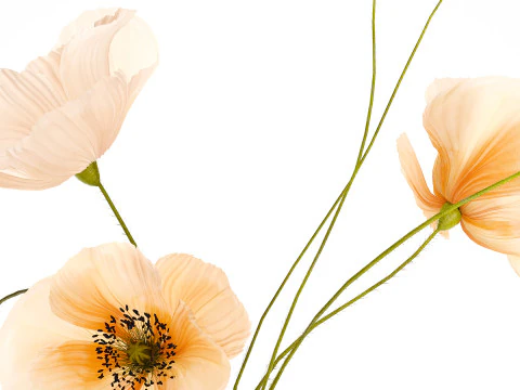 Realistic wildflower bouquet Icelandic poppy vase decor 3D Model