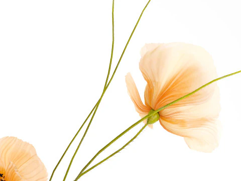 Realistic wildflower bouquet Icelandic poppy vase decor 3D Model