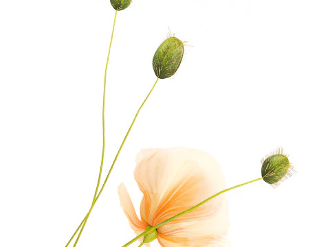 Realistic wildflower bouquet Icelandic poppy vase decor 3D Model