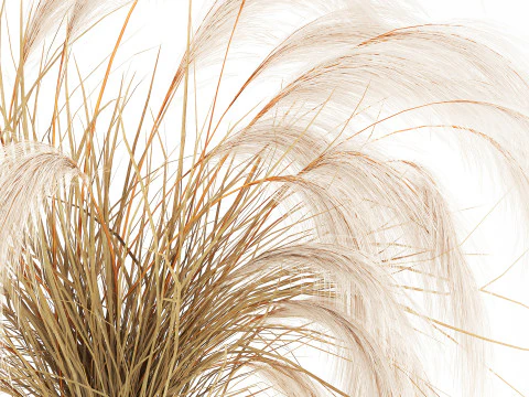 Bouquet di fiori secchi Cortaderia pampas rami decorazione vaso Modello 3D