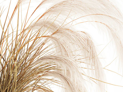 Bouquet di fiori secchi Cortaderia pampas rami decorazione vaso Modello 3D