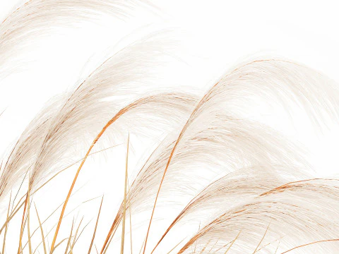 Bouquet di fiori secchi Cortaderia pampas rami decorazione vaso Modello 3D