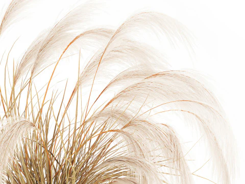 Bouquet di fiori secchi Cortaderia pampas rami decorazione vaso Modello 3D
