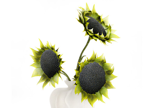 Piękny bukiet zielonych czarnych słonecznik&oacute;w w wazonie Model 3D