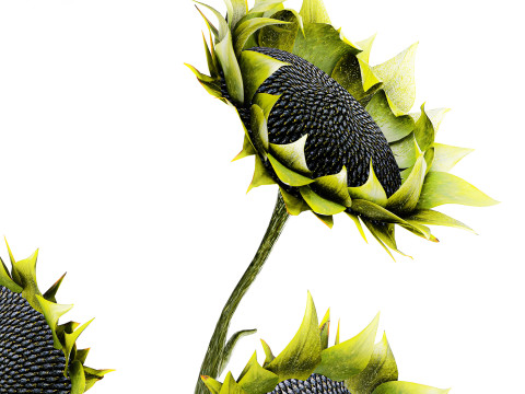 Piękny bukiet zielonych czarnych słonecznik&oacute;w w wazonie Model 3D