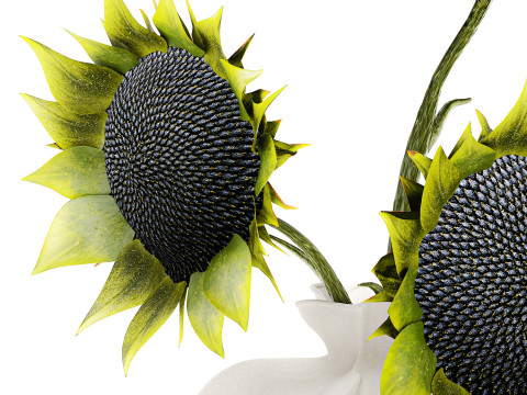 Piękny bukiet zielonych czarnych słonecznik&oacute;w w wazonie Model 3D