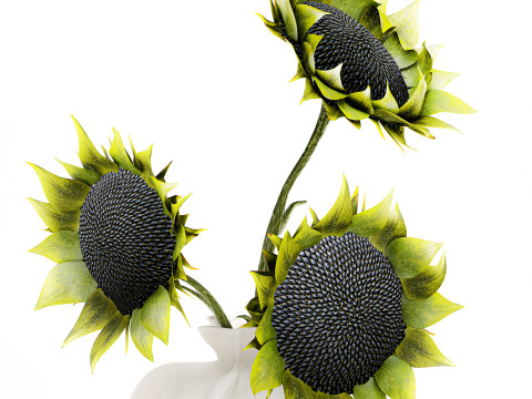 Piękny bukiet zielonych czarnych słonecznik&oacute;w w wazonie Model 3D