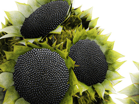 Bellissimo bouquet di decorazioni per vasi di girasoli verdi e neri Modello 3D