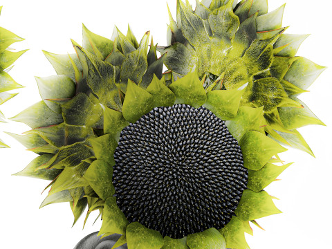 Bellissimo bouquet di decorazioni per vasi di girasoli verdi e neri Modello 3D