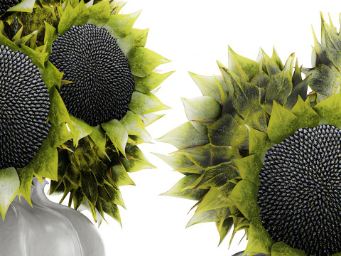 Beautiful Bouquet Of Green And Black Sunflowers vase decor 3D Model