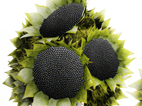 Beautiful Bouquet Of Green And Black Sunflowers vase decor 3D Model