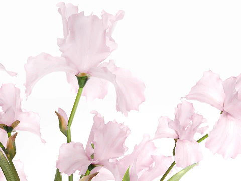 Bellissimo bouquet realistico fiori rosa arredamento vaso Iris Modello 3D