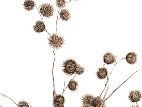 Autumn Bouquet Dried Branches Eucalyptus Thorns 3D Model